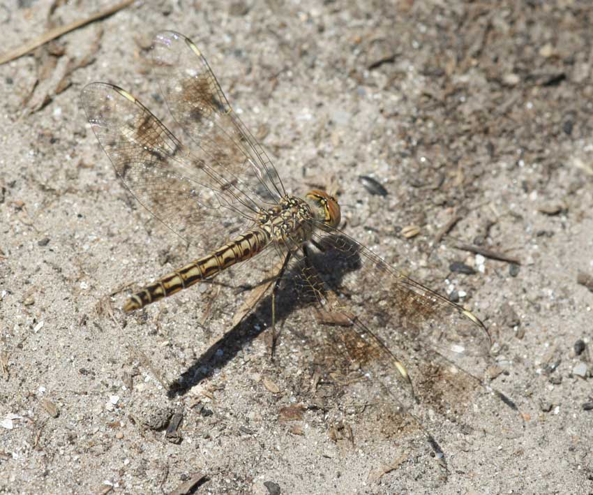 Libellule sicule:Trithemis annulata-Brachythemis leucosticta